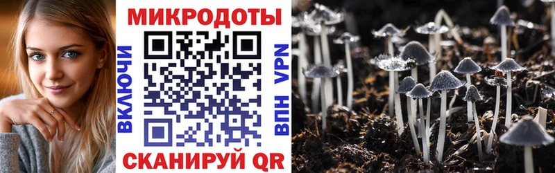 Псилоцибиновые грибы Psilocybine cubensis  Краснознаменск 